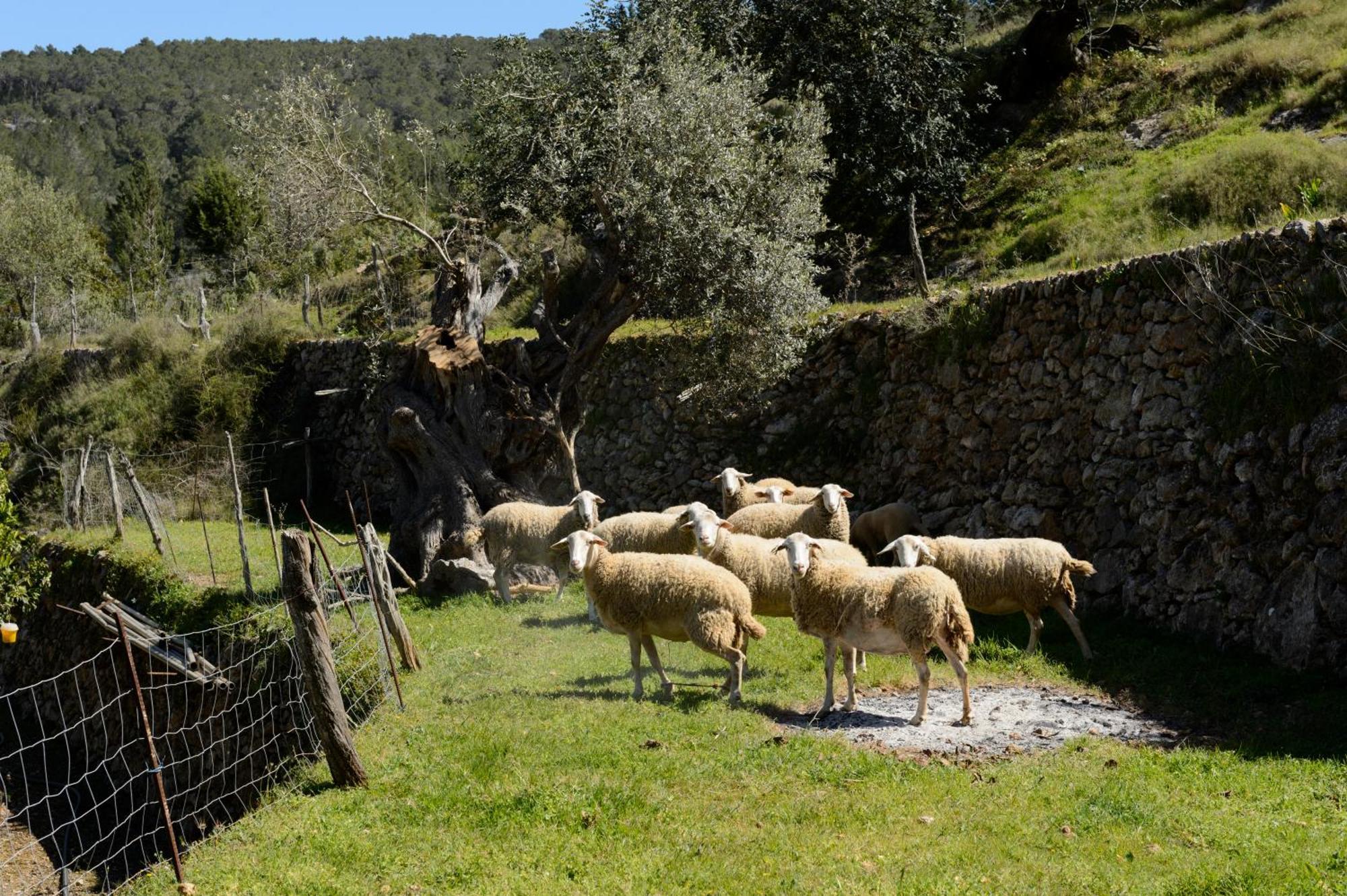 Valley Club Ibiza - Boutique Agroturismo Sant Joan De Labritja Eksteriør bilde
